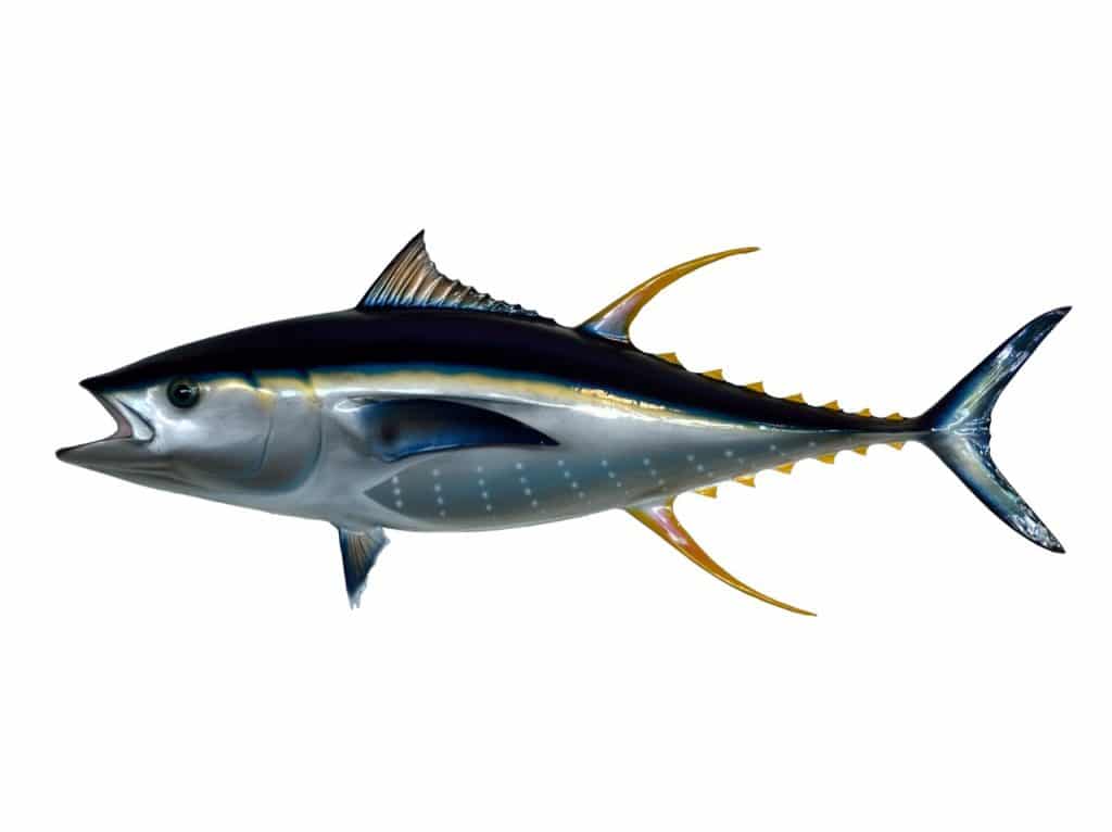 yellow fin tuna