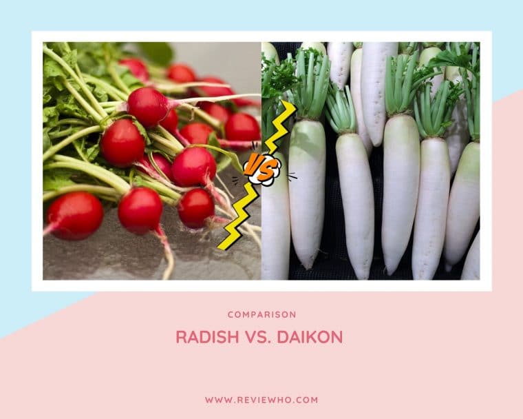 is daikon a radish