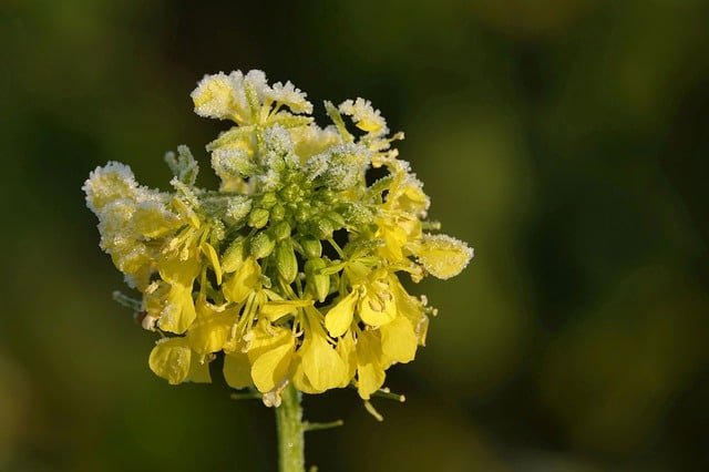 yellow mustard plant