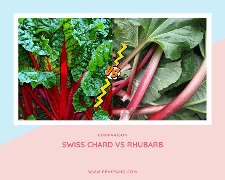 Swiss Chard and Rhubarb