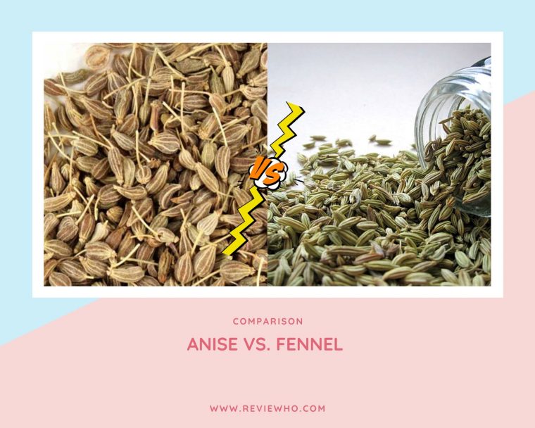 difference between anise and fennel