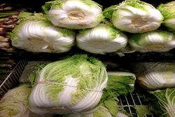 napa cabbage
