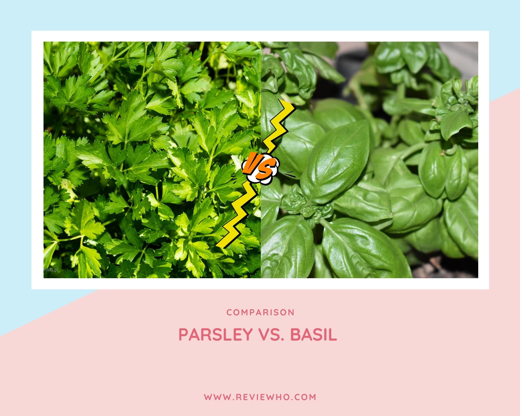 Parsley vs. Basil