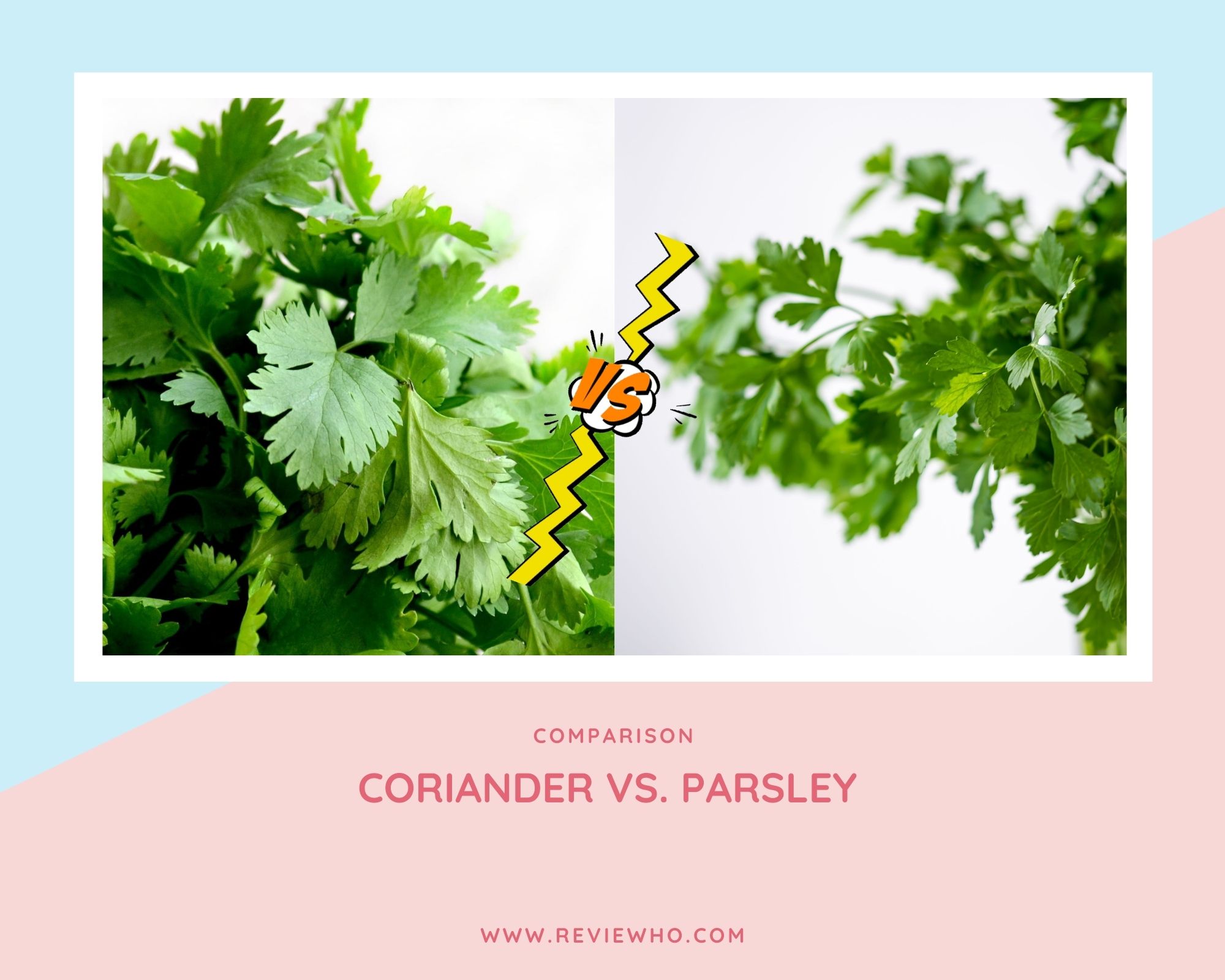 is parsley and coriander the same