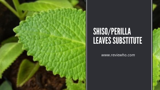 substitute for perilla leaves