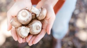 baby bella mushrooms