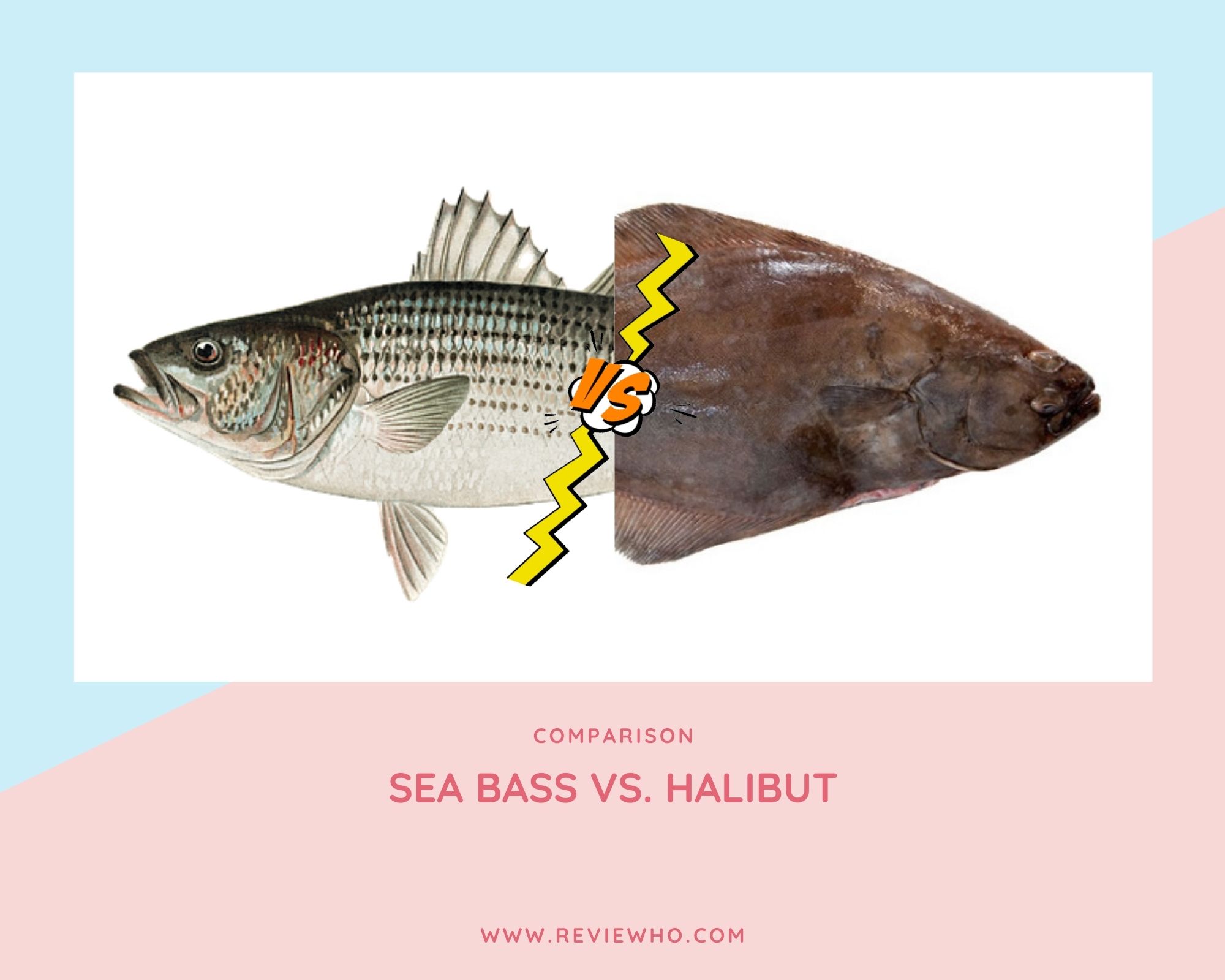 Difference Between Sea Bass and Halibut