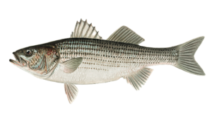 Sea Bass Fish