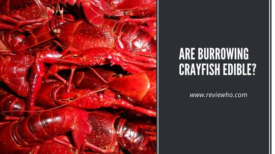 eat burrowing crayfish
