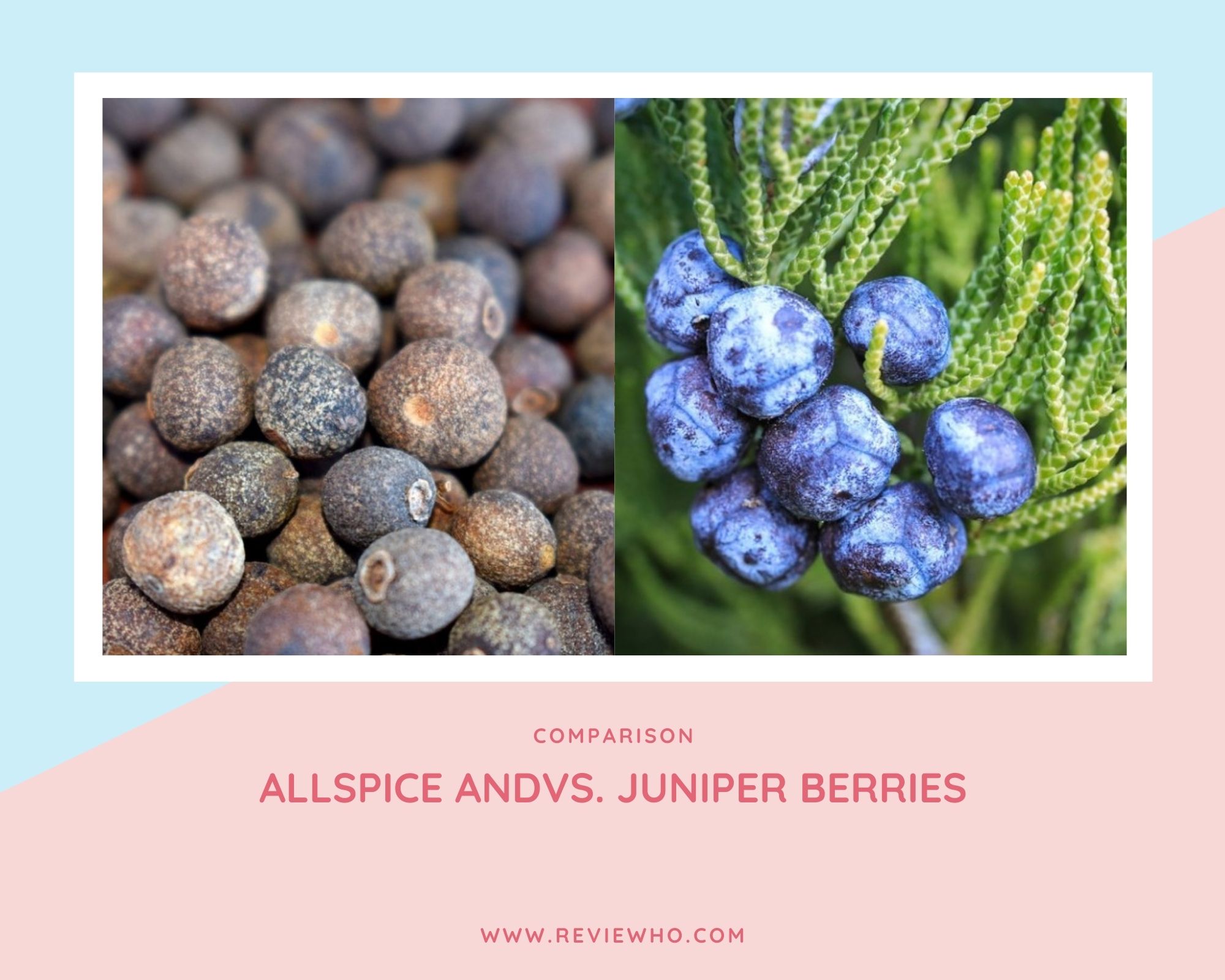 Allspice versus Juniper Berries