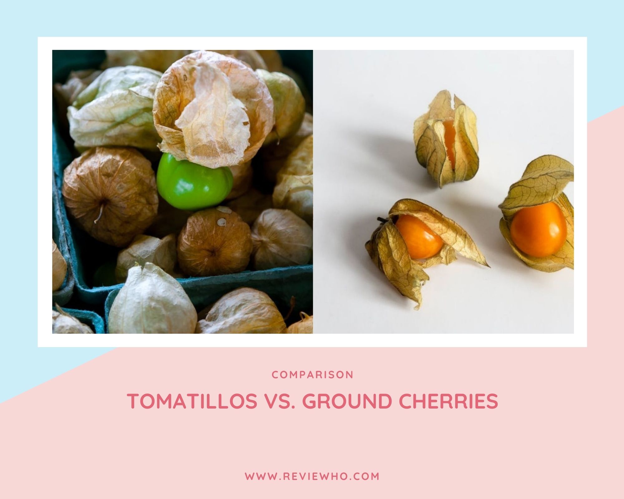 Tomatillos vs Ground Cherries