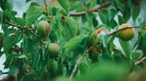 Ways to use unripe peaches
