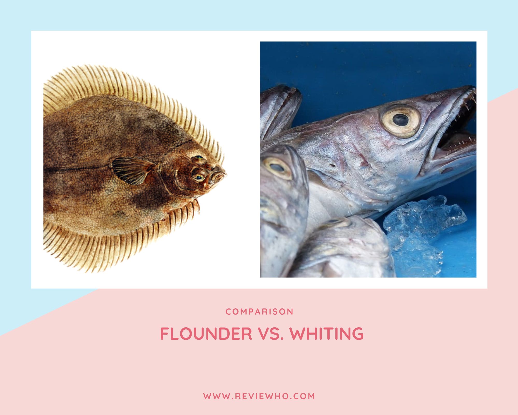Flounder and Whiting