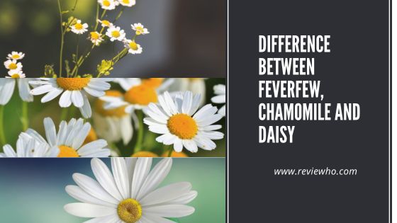 Feverfew vs. Chamomile vs. Daisy