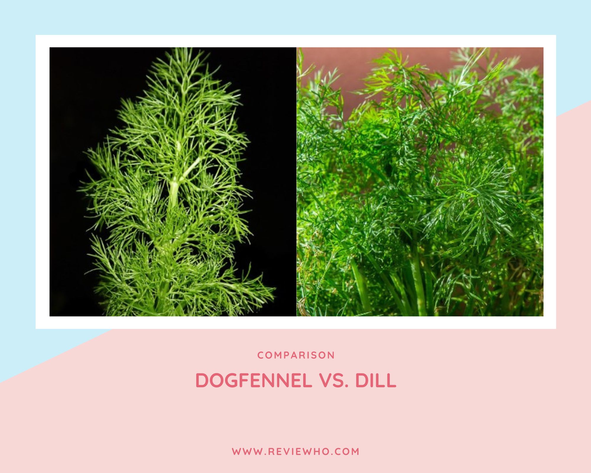 Difference Between Dogfennel and Dill